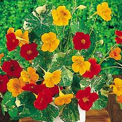 Nasturtium Tall Single Mix 100 seeds