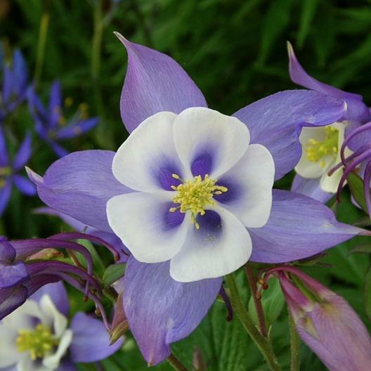 Wildflower Mix SINGIN’ THE BLUES Exclusive Blue Heirloom Non-GMO USA 500+ Seeds