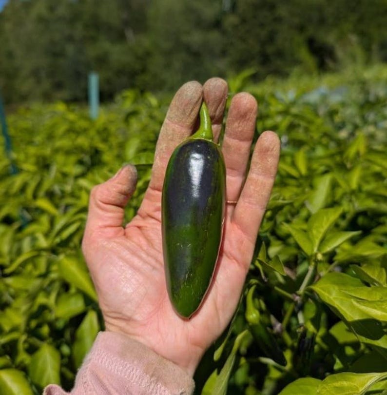 2025 Award-Winner | Jalapeno Pepper Seed Pack | Non-GMO. High Germ Rate!