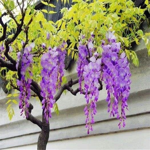 10pcs Japanese Wisteria Floribunda Flower Seeds – Lavender Purple Ornamental …