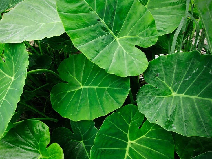 1 LIVE BULB Colocasia gigantea Thailand Giant Thai Giant Elephant Ear Huge Leaf