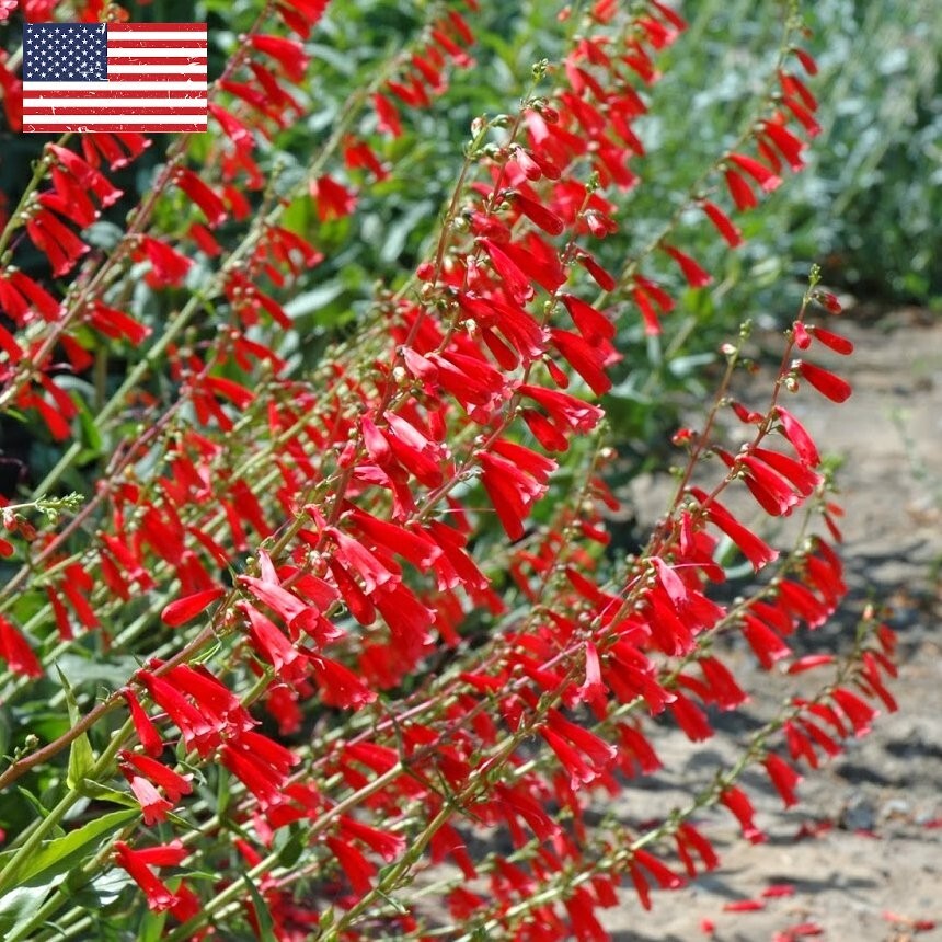 Penstemon EATON’S Red Hummingbird Perennial Beardtongue USA Non-GMO 200 Seeds!