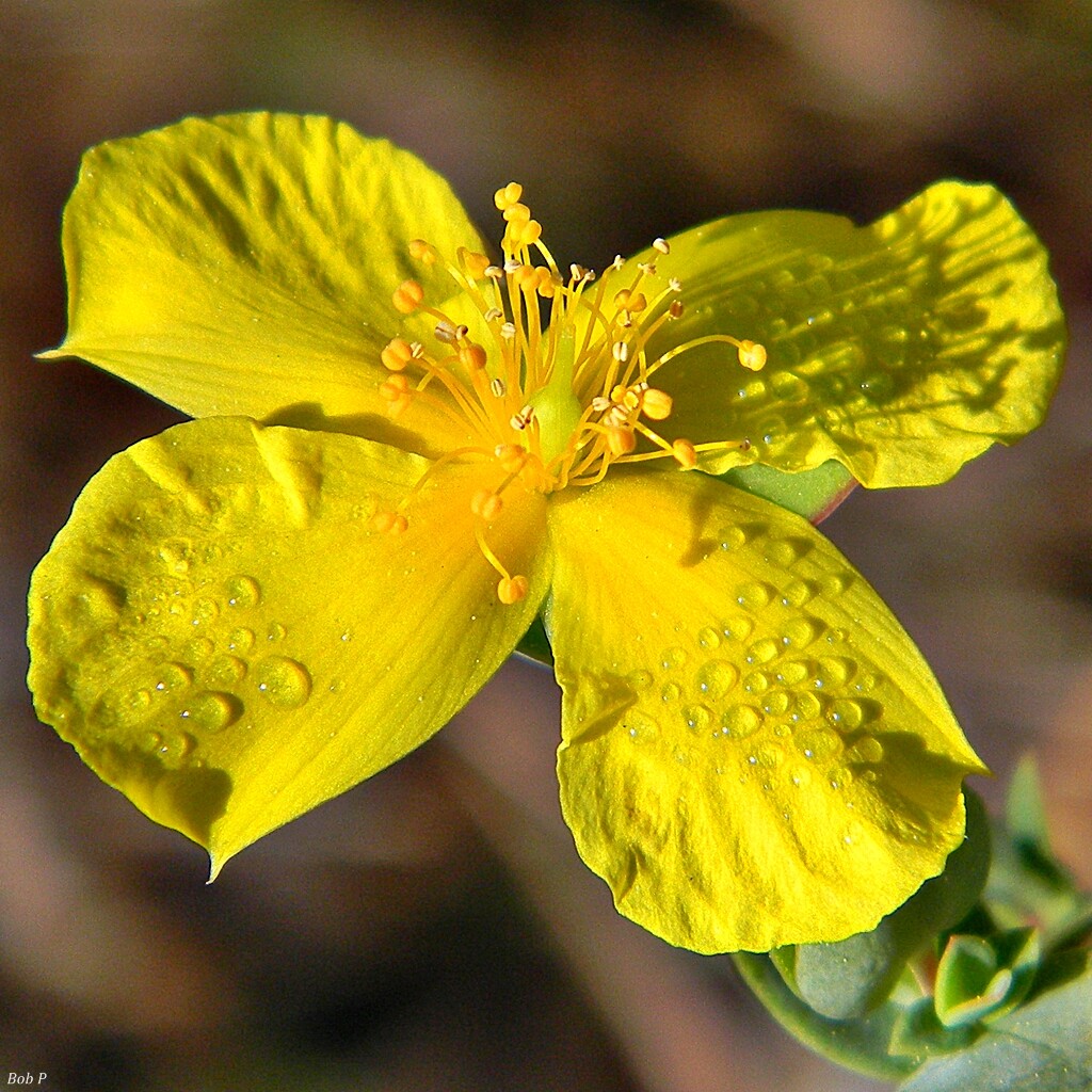 St. John’s Wort Seeds Hypericum Perforatum Medicinal Antidepressant