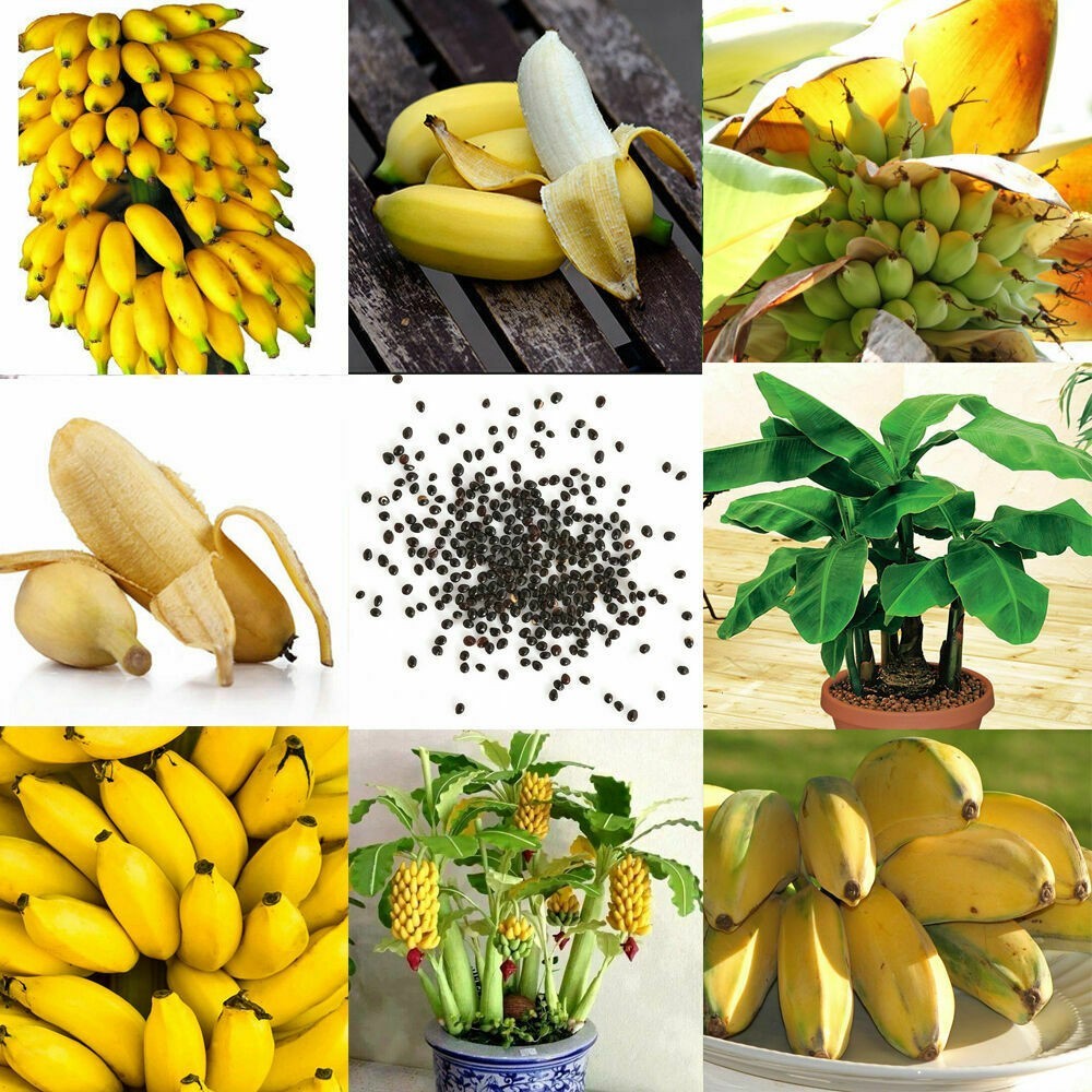 Dwarf Cavendish Banana fruit 20 seeds Home planting Limited Supply Order Now!