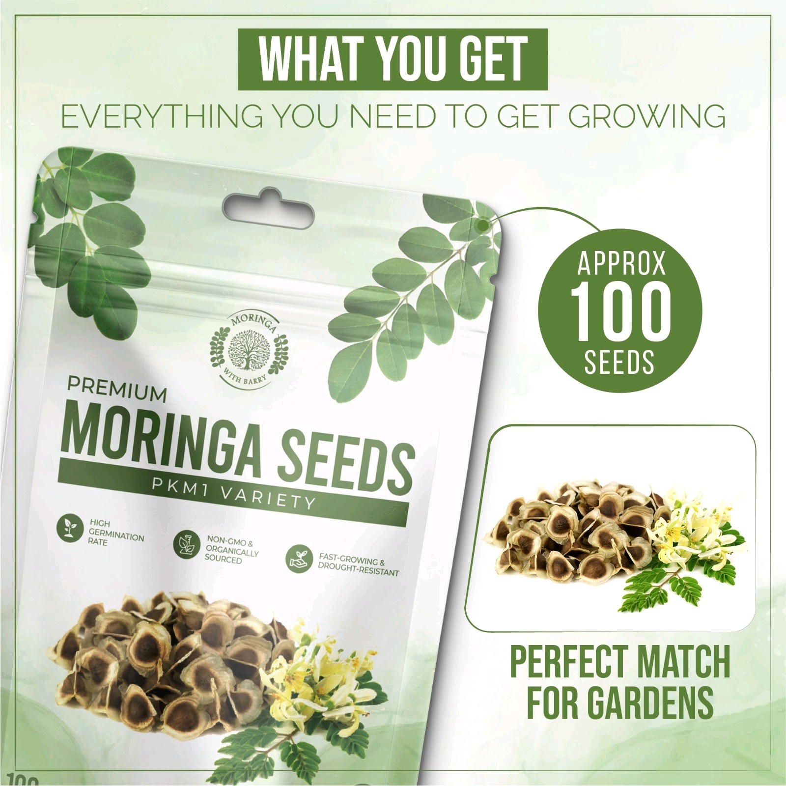 Moringa Seeds 100 Count Moringa Tree Seeds High Germination Rates