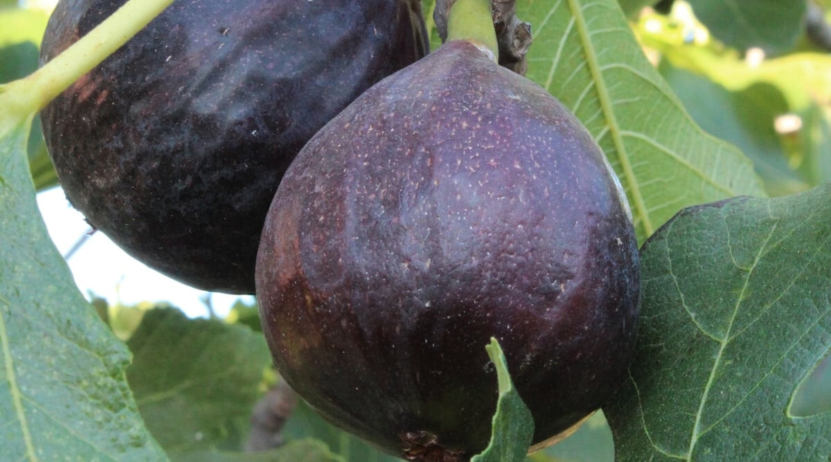 100+ Ischia Black Fig Seeds for Garden Planting – USA – FREE SHIPPING!