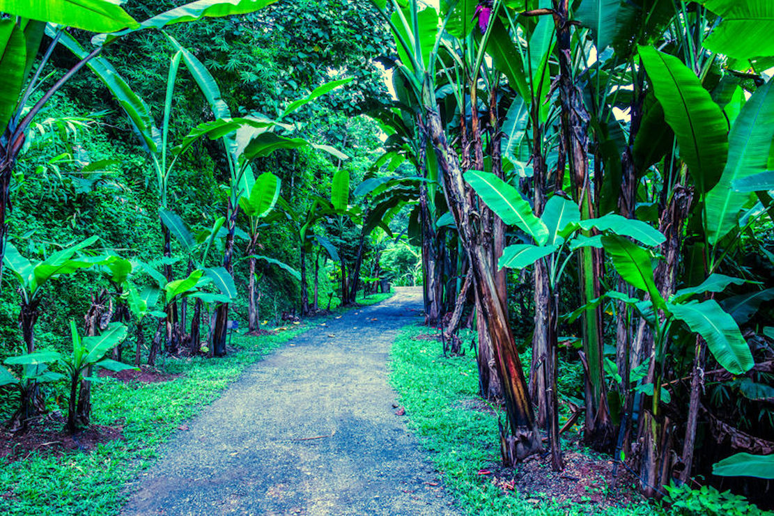 Tropical Seeds -Burmese Blue Banana – Musa itinerans 5 Seeds