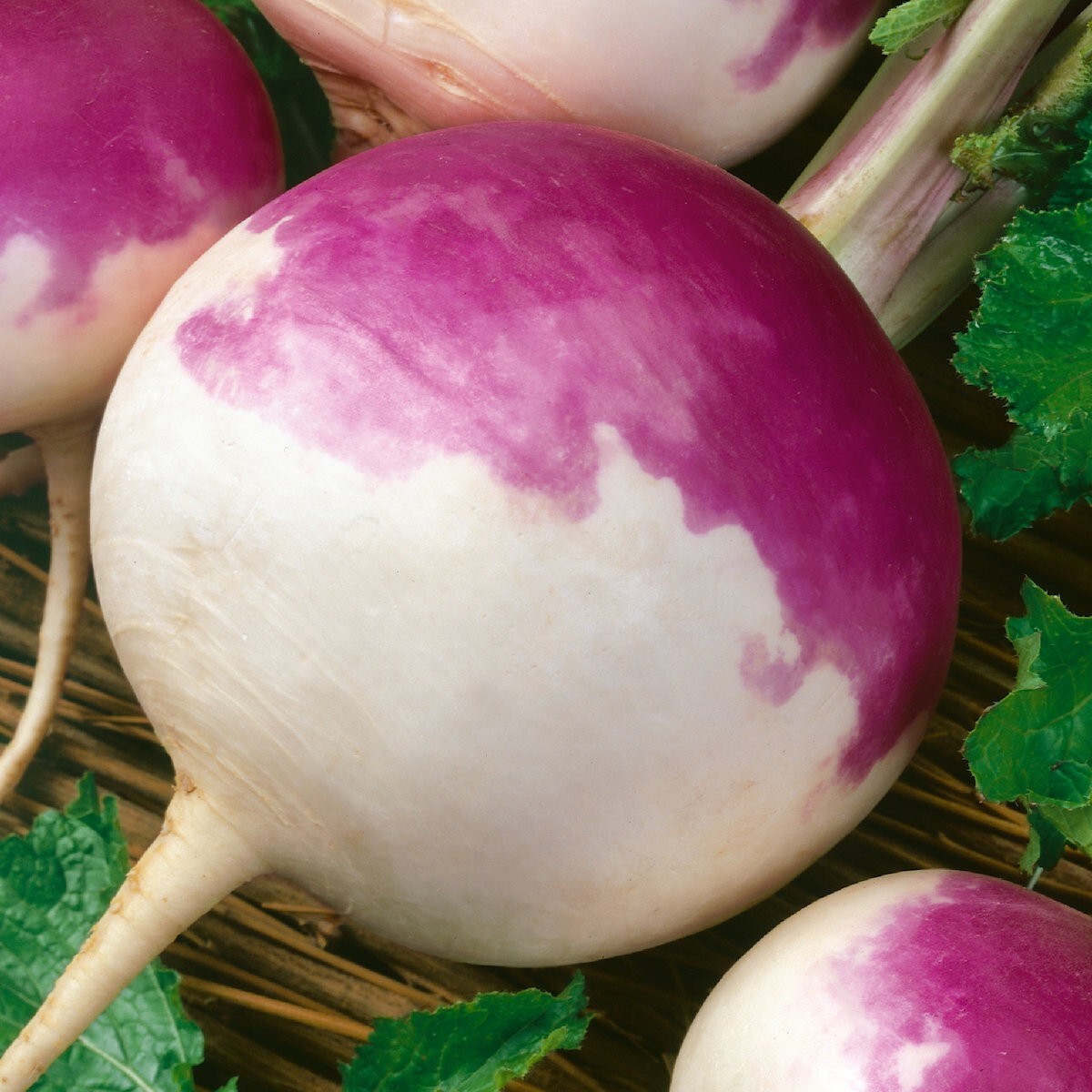1 Lb Purple Top White Globe Turnip Seeds – Everwilde Farms Mylar Seed Packet