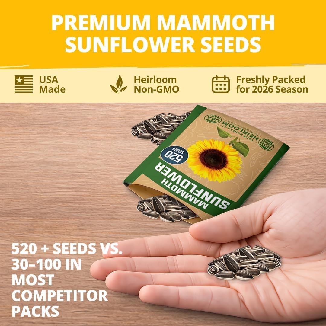 Giant Mammoth Sunflower Seeds 520+ Heirloom Non-GMO Pack for Planting Garden