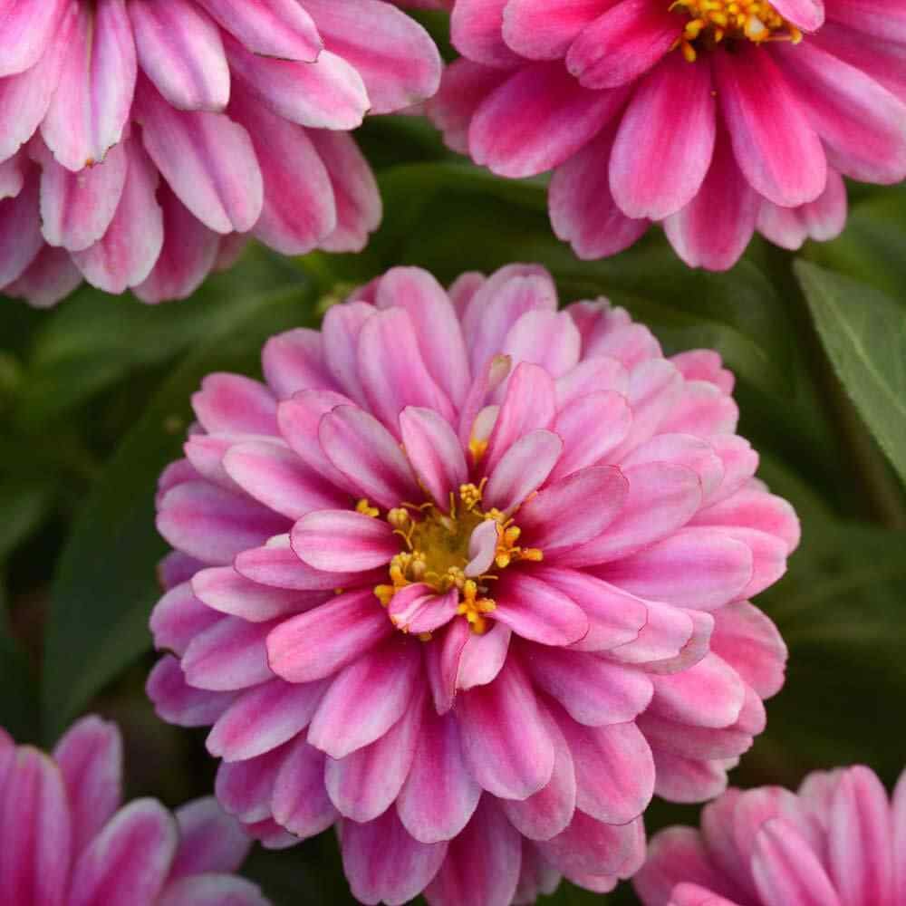 50 Seeds Zinnia Marylandica Zahara Double Raspberry Ripple Flower Seeds