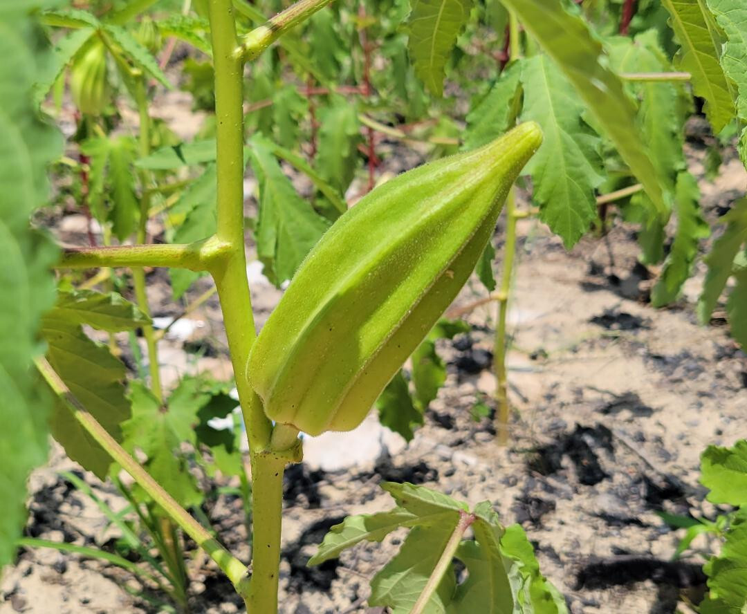 15+ Beck’s Big Buck Okra Seeds | Abelmoschus Esculentus | Heirloom | Florida