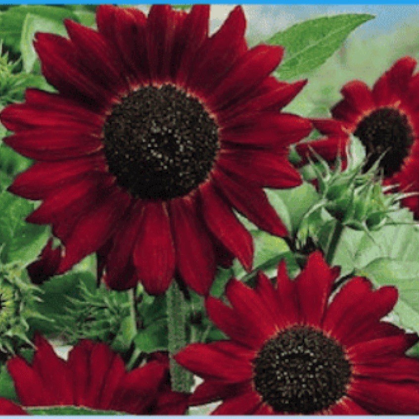 Red Velvet Queen Sunflower, 30+ Seeds. Heirloom~Non GMO~ Vibrant Red, Free S&H.