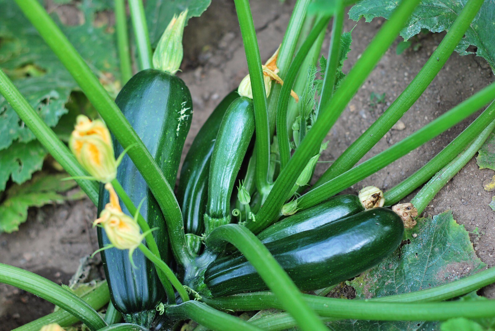 Black Beauty ZUCCHINI SUMMER SQUASH, 25 Seeds. Heirloom~Non-GMO~ Organic. USA.