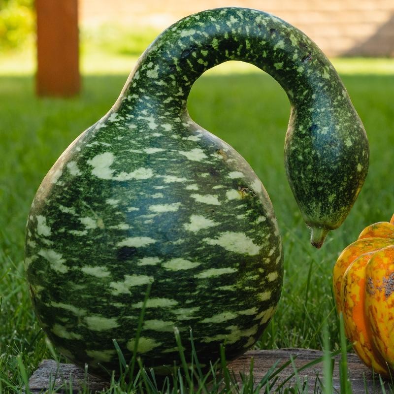 10 Speckled Swan Gourd Seeds. Organic. USA Seeds. Ships free
