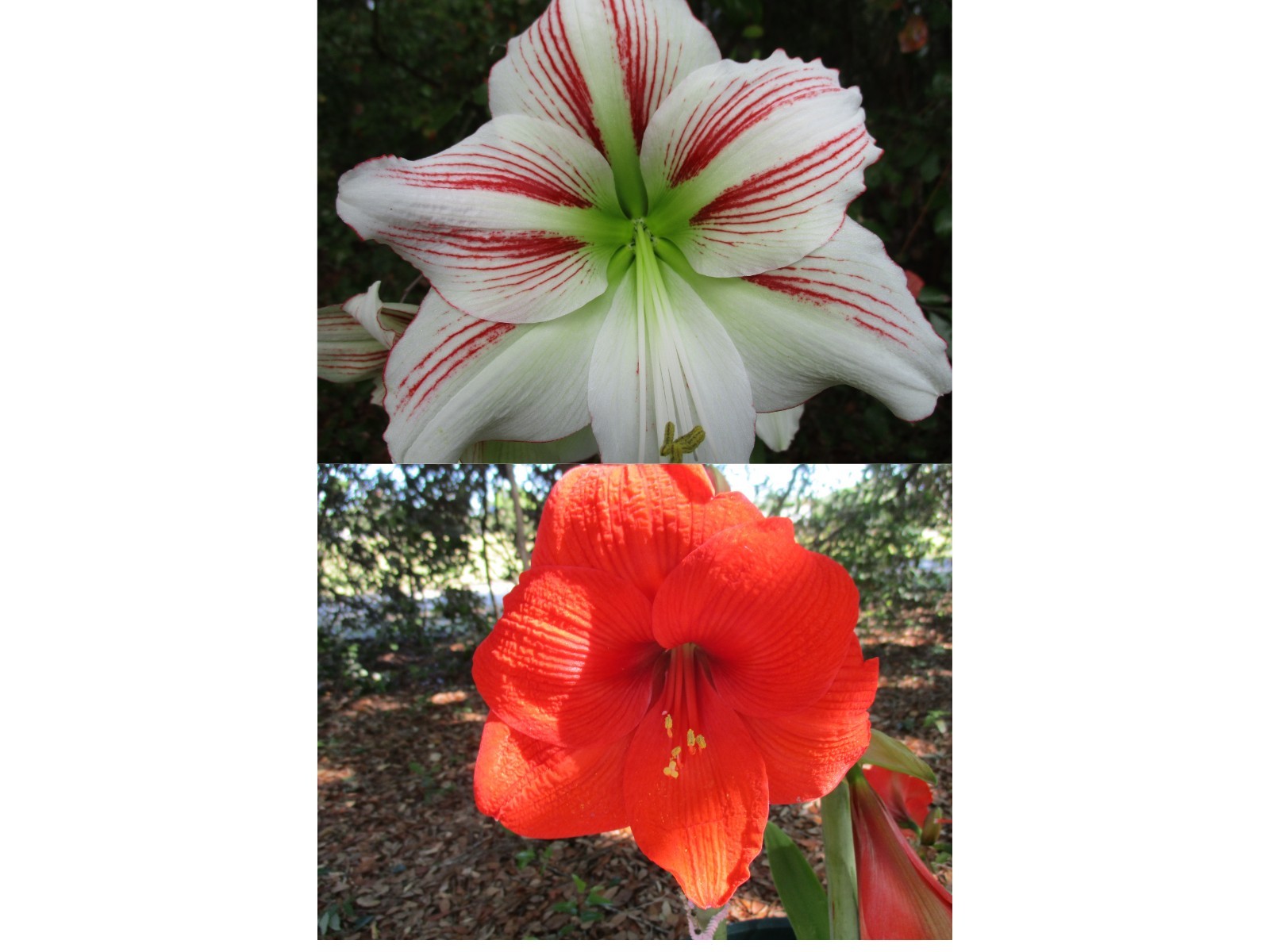 1 small amaryllis Hippeastrum off-set X Moon Scene / Orange 4-8 cm circumference