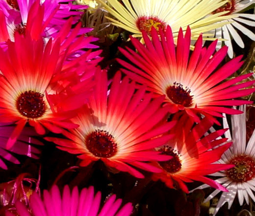 ICE PLANT GELATO BRIGHT RED Dorotheanthus Bellidiformis – 1,000 Bulk Seeds