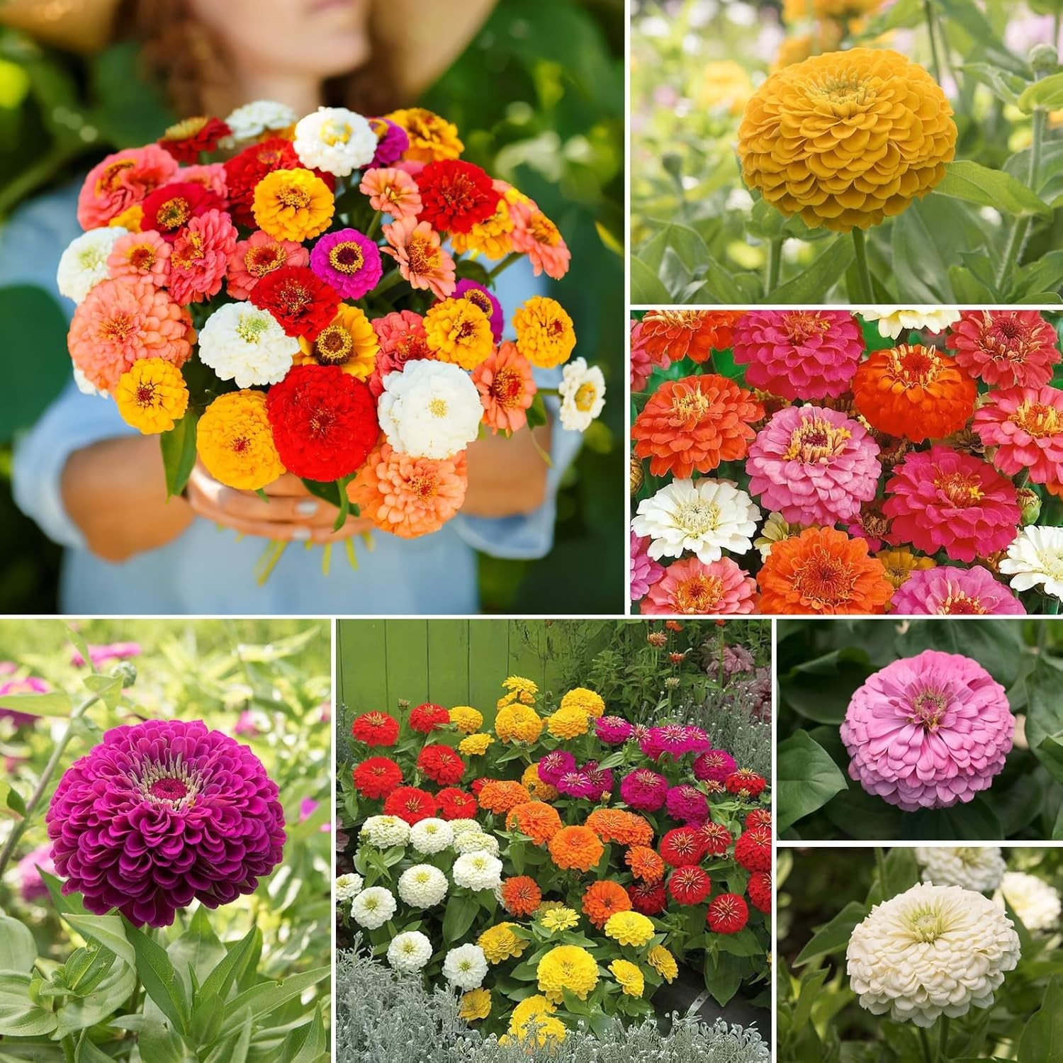 1 Oz Zinnia Seeds Mix: 5 Stunning Varieties for Colorful Spring to Fall Blooms