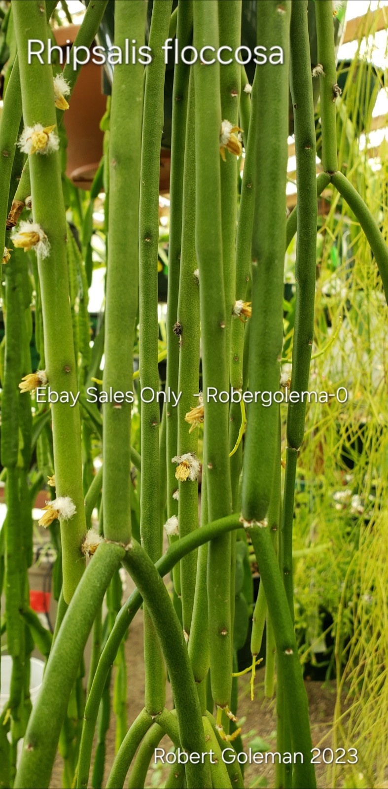 Rhipsalis floccosa Seeds – Rare Mistletoe Cactus – Edible Fruit