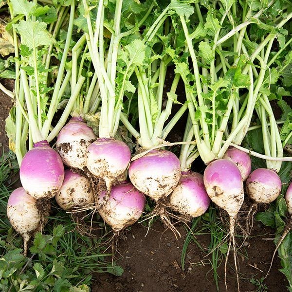 Purple Top Turnp Seeds High Yield Whitetail Winter Turnip Plot Seeds 5 lbs.