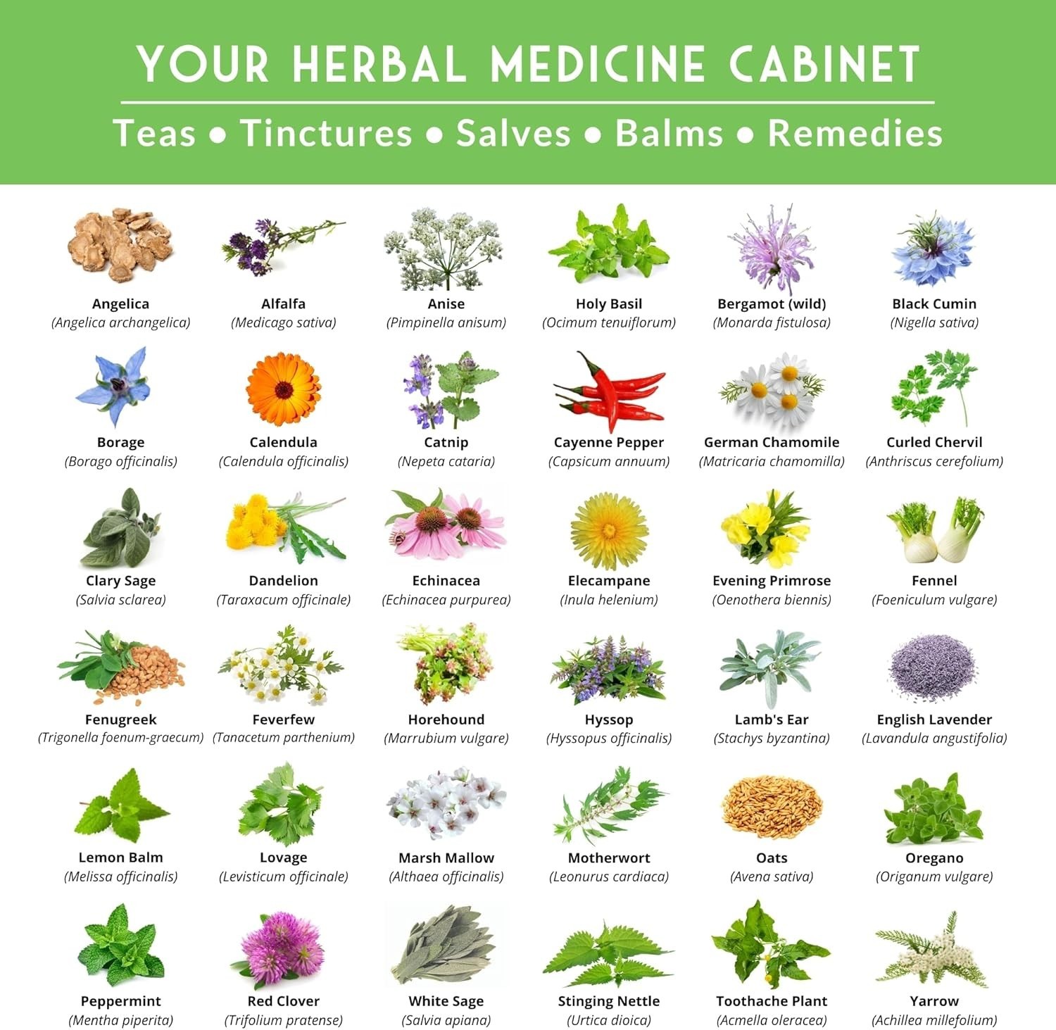 Ultimate Medicinal Herb Seeds Variety Pack – 36 Heirloom Non-GMO Healing Herb…