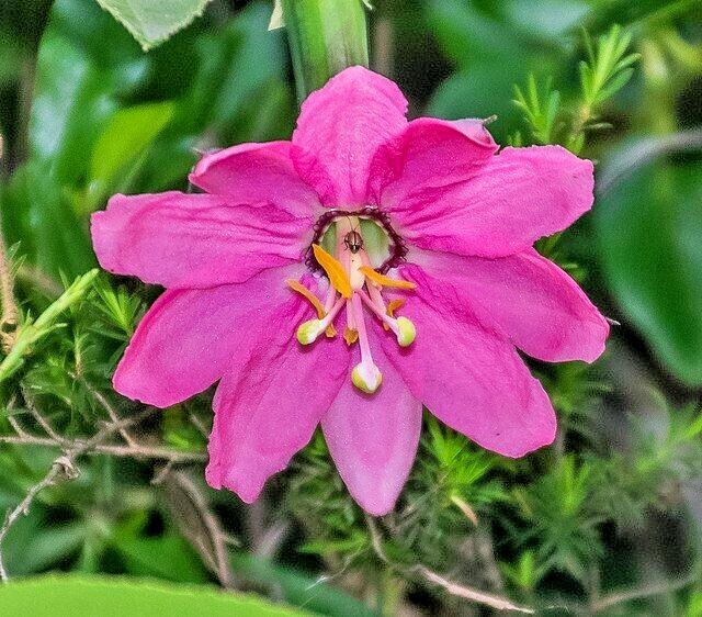 BANANA PASSION FRUIT Seeds *FREE Shipping!* Passiflora mollissima Vine 10+ SEEDS