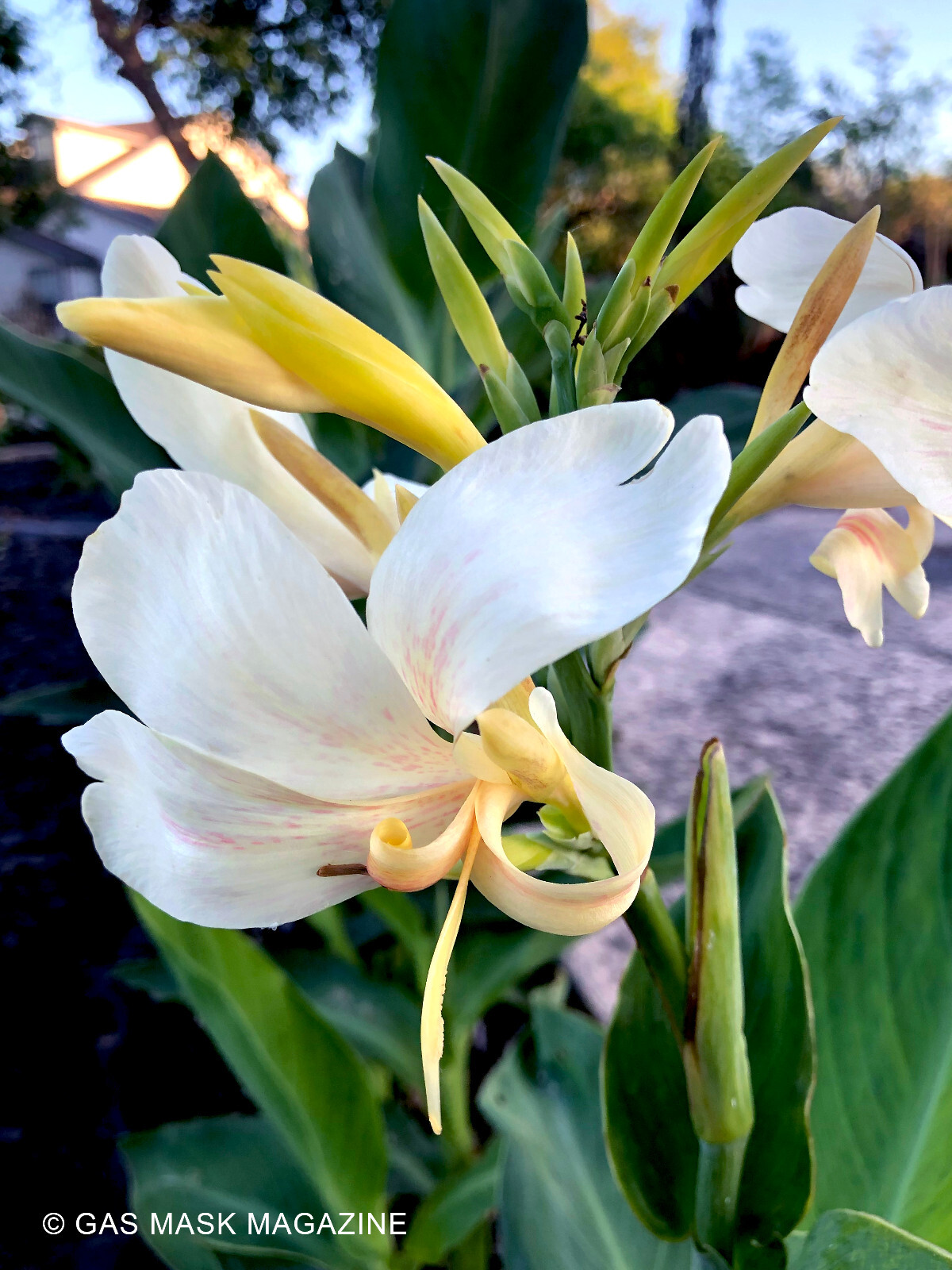 White Butterflies Canna Lily Live Plant Rhizome
