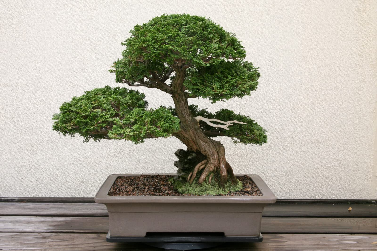Hinoki Cypress Bonsai Tree Seeds – 20 Seeds to Grow – Evergreen Bonsai Tree – Sh