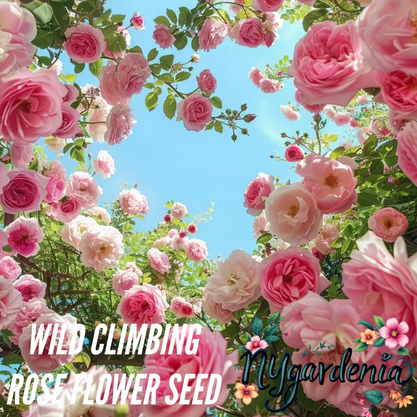 20 Pink Climbing Rose Seeds – Cascading Blooms for Trellises, Arches & Fences