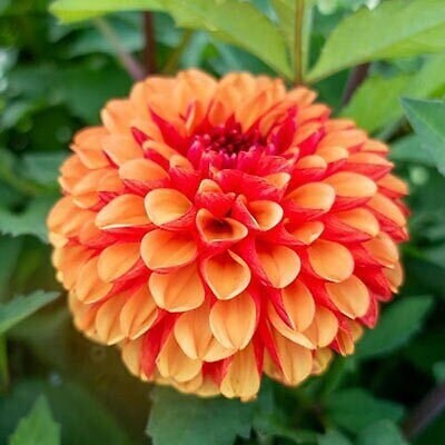 1 “American Sunset” Decorative Dahlia – Large Size #1 Bulb – US Seller
