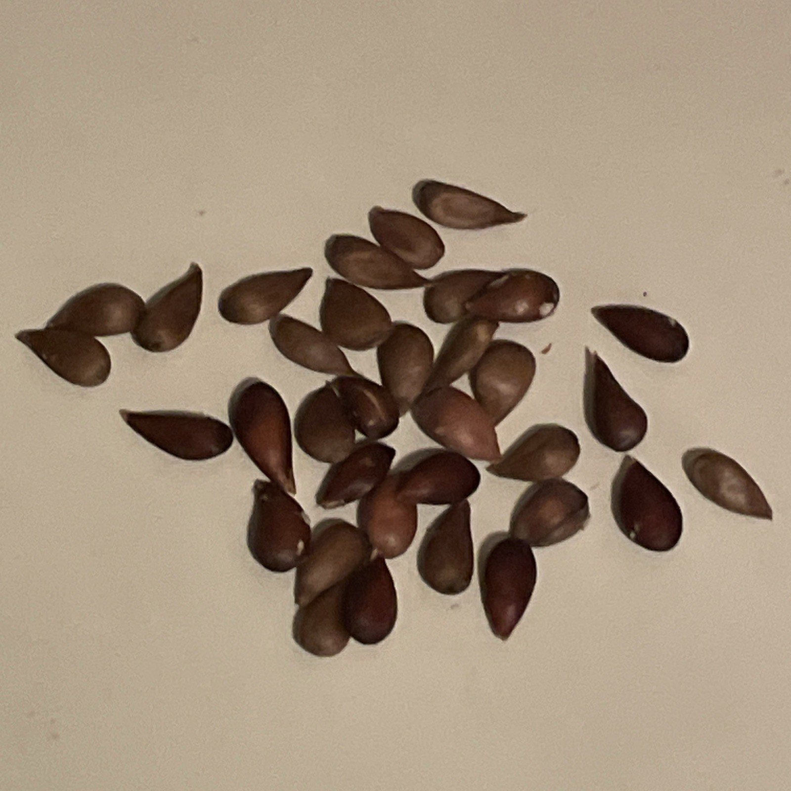 40+ Organic Lady Alice Apple Tree Seeds SEED LOT ONLY Do It Yourself Grow Sprout