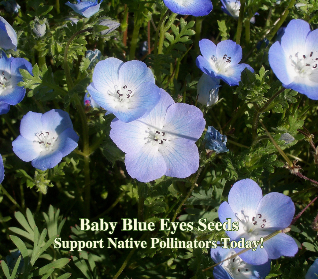 Baby Blue Eyes Seeds – California Native – Nemophila menziesii – Blue Flower