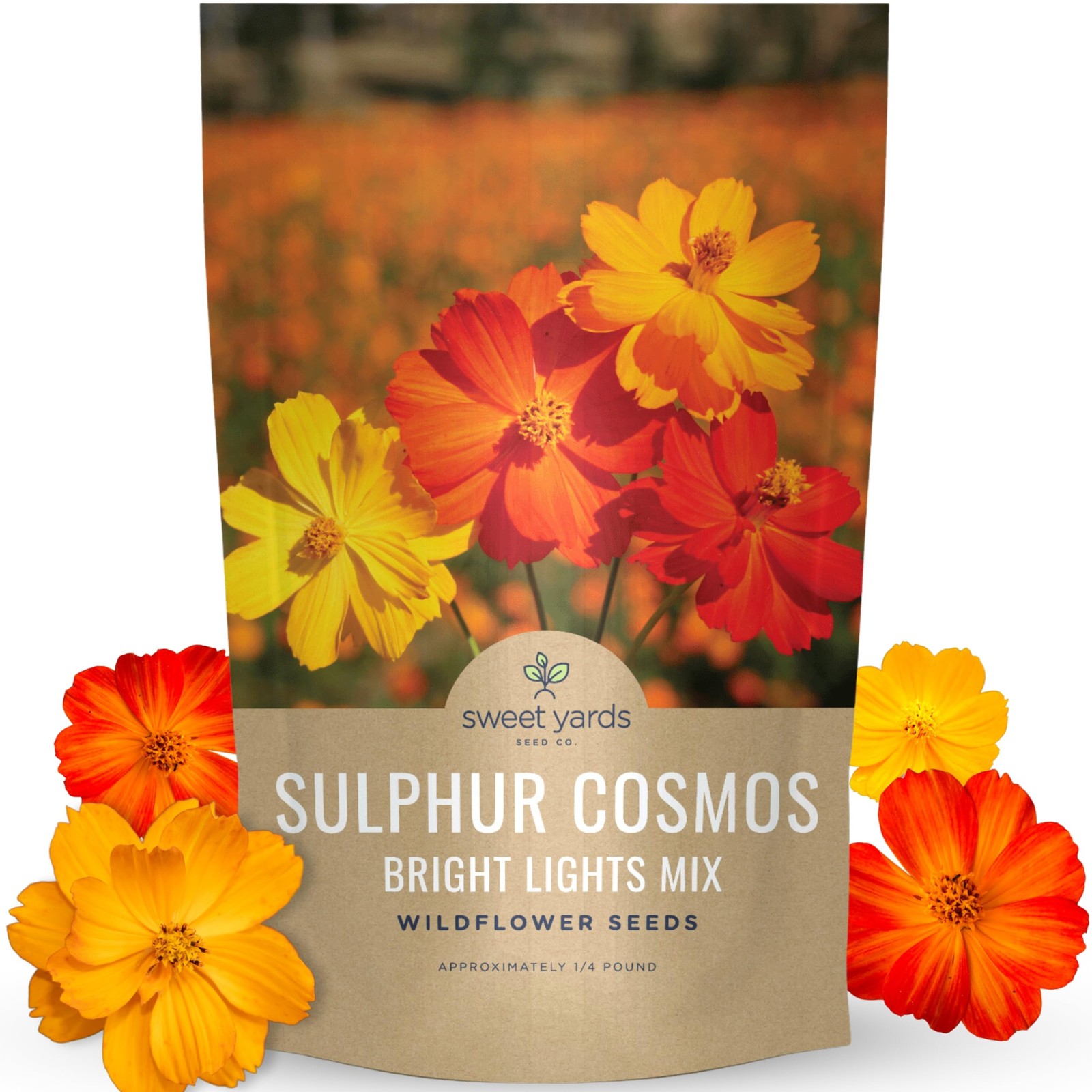 Sulphur Cosmos Bright Lights Mix Bulk 1/4 Pound Pouch 15,000 Flower Seeds …