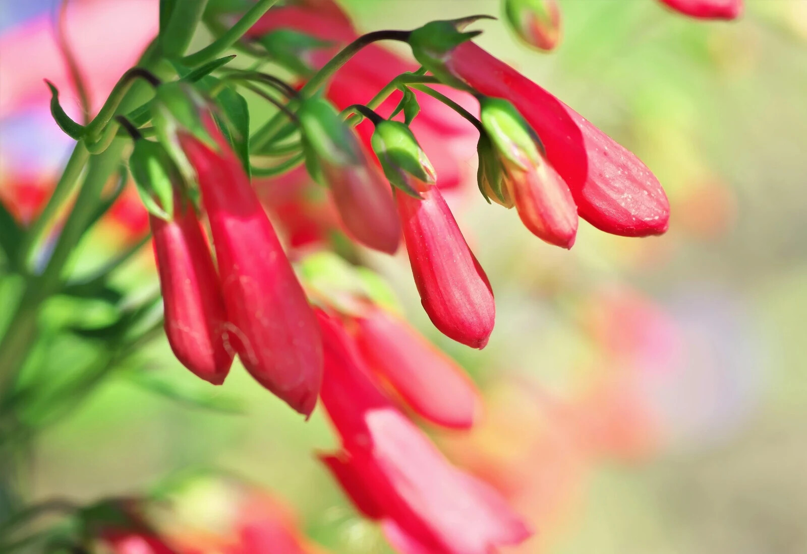 Penstemon EATON’S Red Hummingbird Perennial Beardtongue USA Non-GMO 200 Seeds!