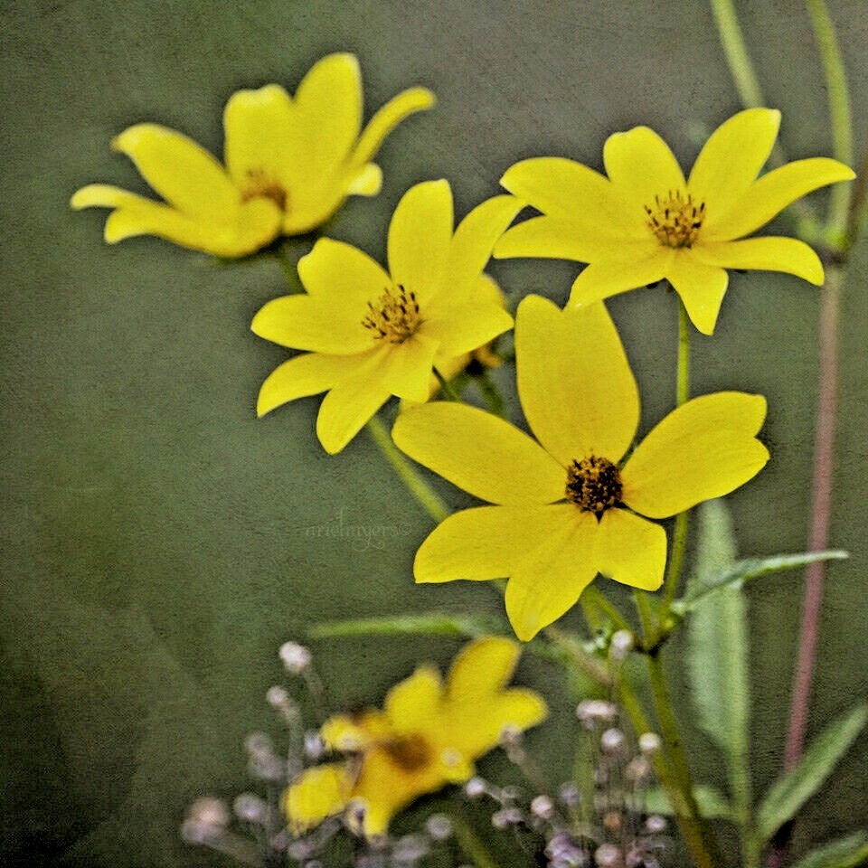 100+SWAMP MARIGOLD Seeds Tickseed Native Wildflower Shrub Bush Flowers Fast Easy