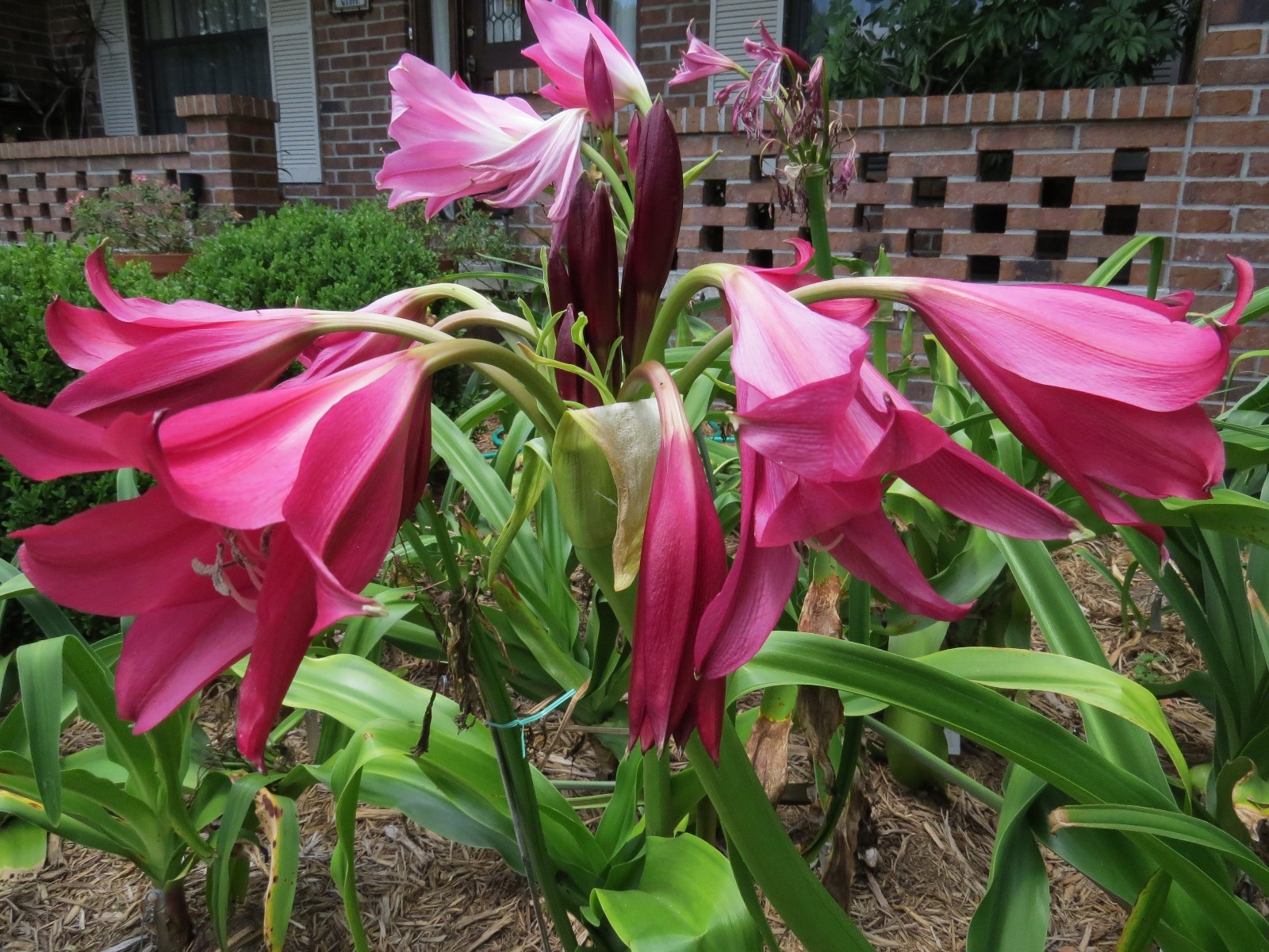 Crinum Lily, Burgundy, large, blooming–size bulb