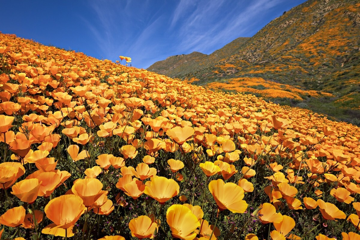 Poppy- California Orange- 500+ Seeds