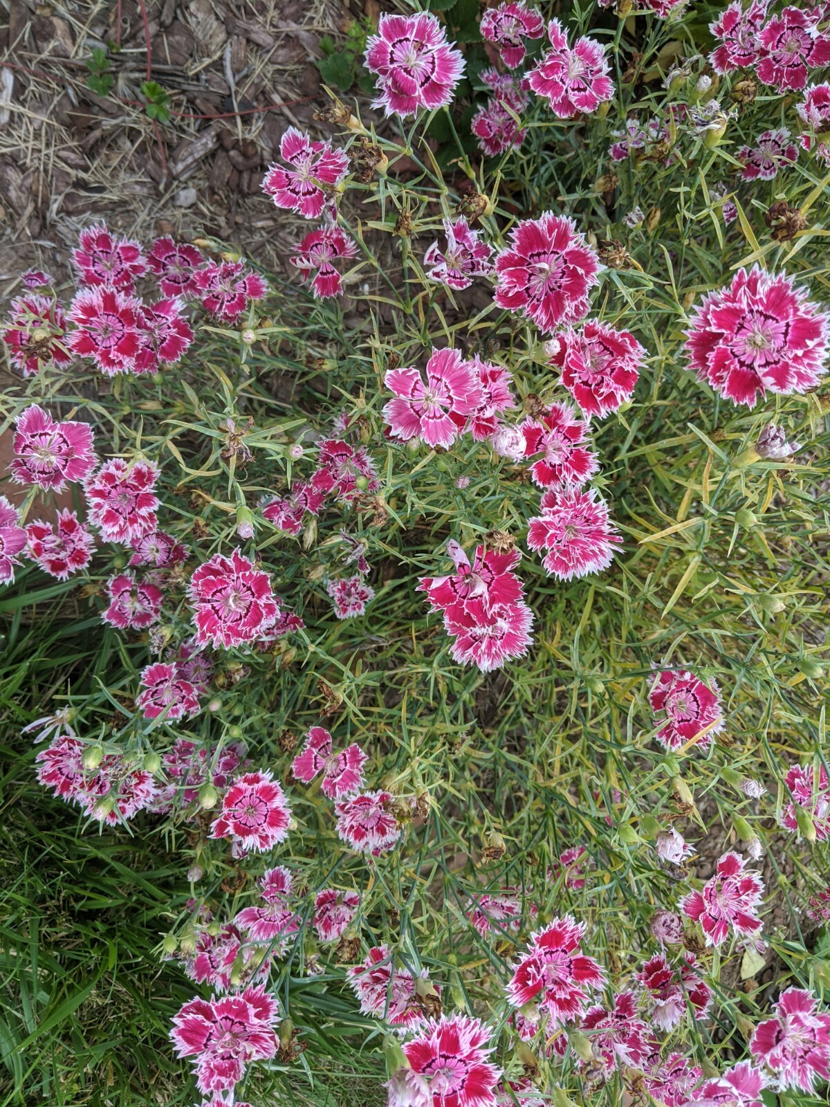 Fresh Dianthus Carnation Sweet Williams Perennial 50+ Seeds Red or Pink USA