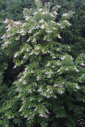 Lily of the Valley Tree, Oxydendrum arboreum, Seeds (Fragrant, Fall Color)