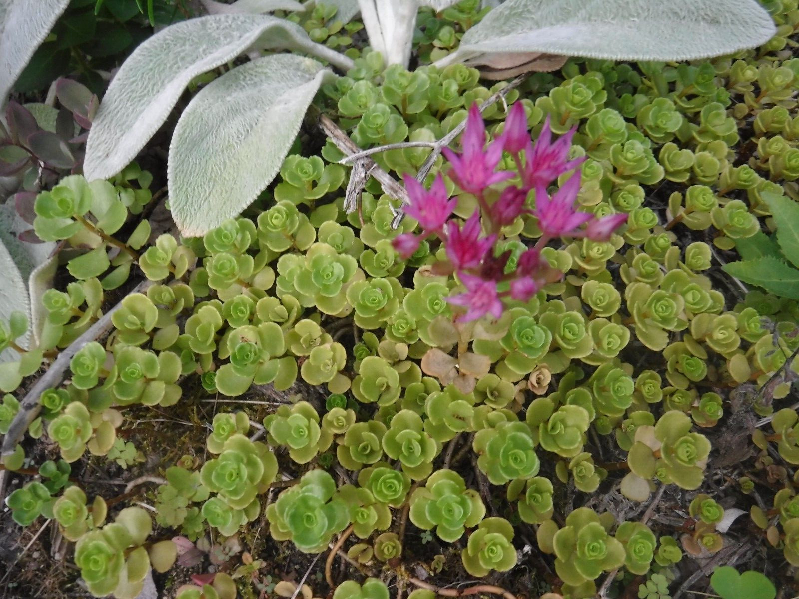 Sedum stonecrop seeds 50+ mix