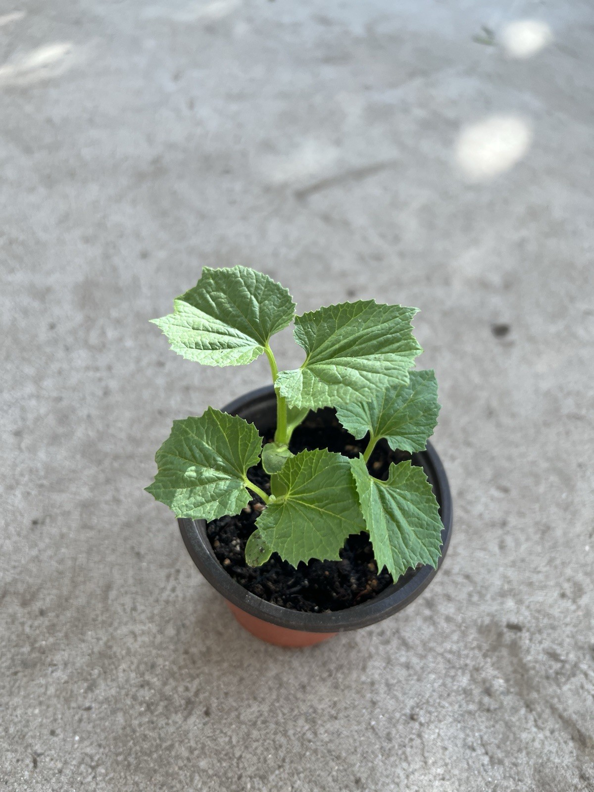 BitterMelon Starter Plant With Pot 6” Ready To Plant