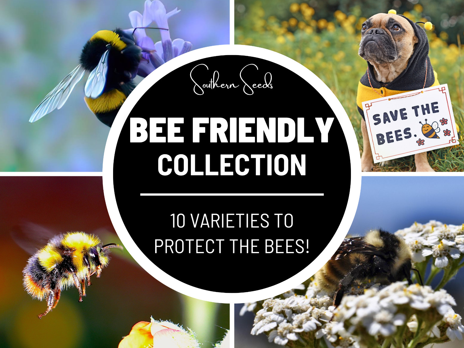Bee Friendly Collection – 10 Seed Varieties: Enhance and Strengthen the Bee Popu