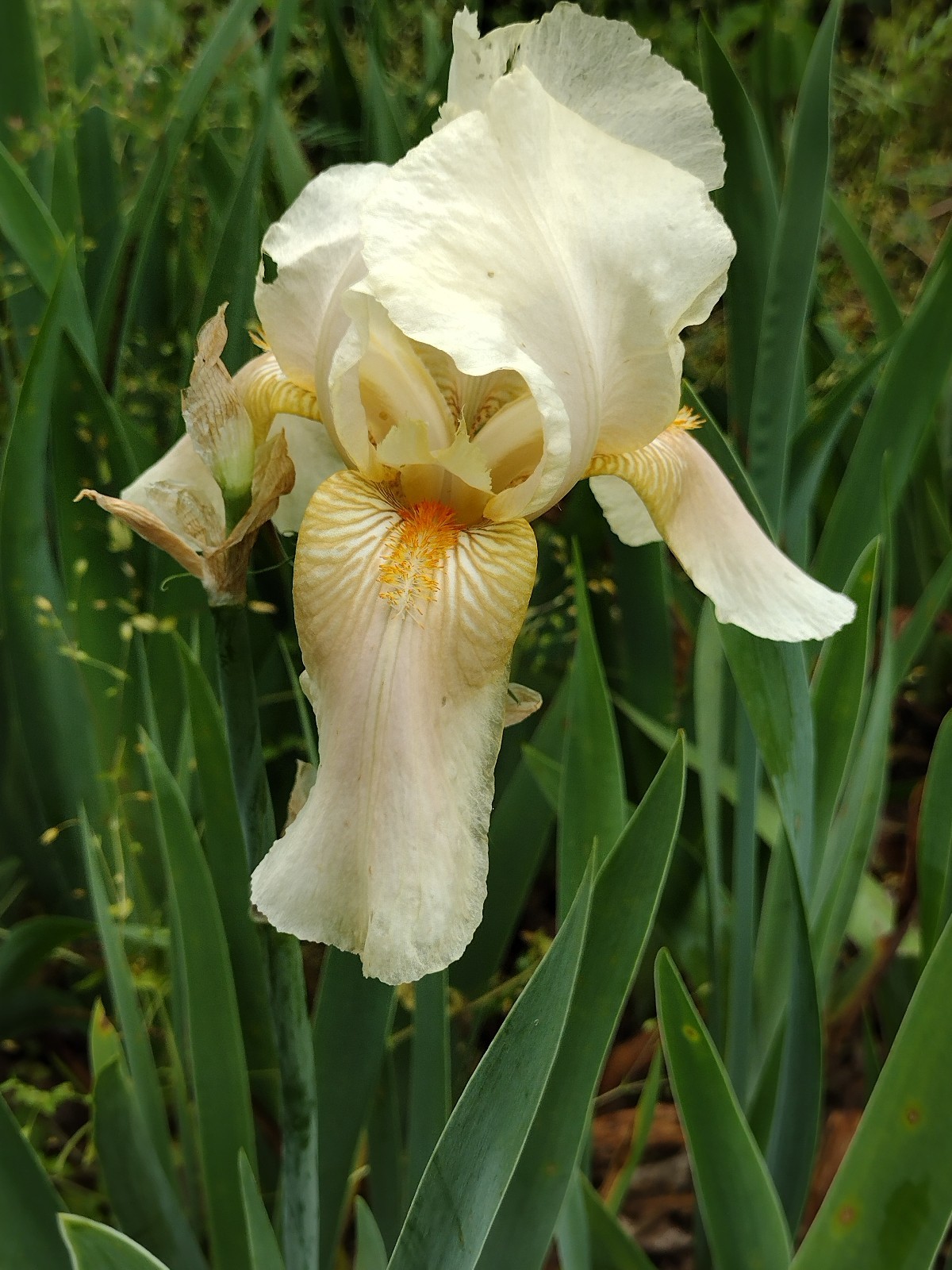 Hardy Iris Rhizomes – 5 Pack – Mixed Colors – Easy to Grow