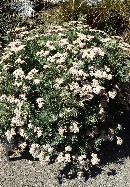 Eriogonum arborescens | Santa Cruz Island Buckwheat | 50 Seeds