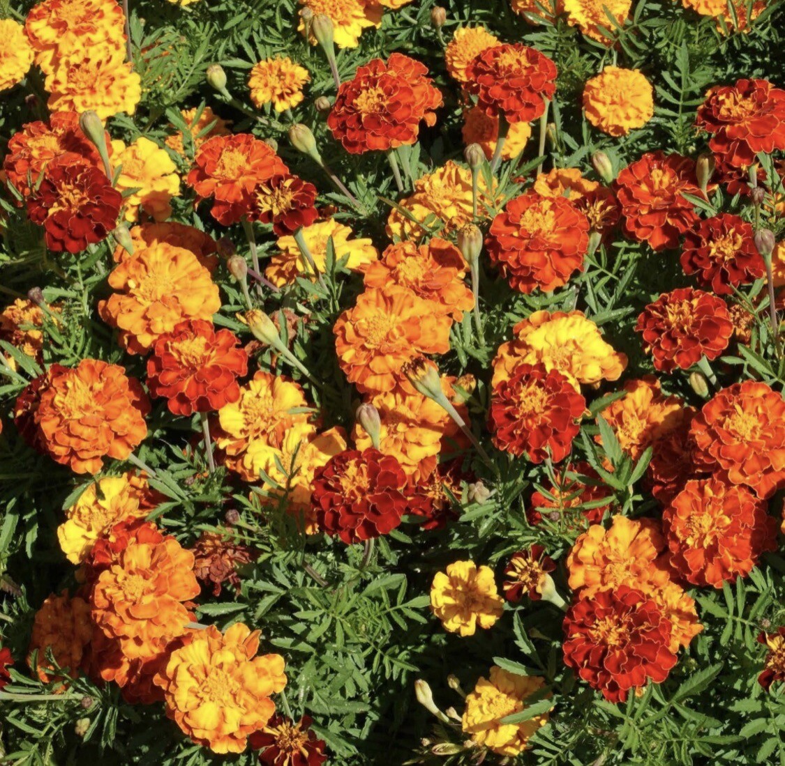 Tagetes Patula French Marigold Garden Flower Seed Mix – 50 Seeds