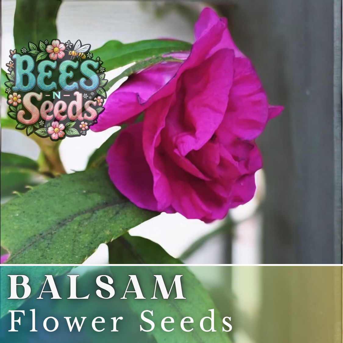 Balsam Seeds 75 Seeds Flower Seeds, Impatiens, Balsamina, Garden Patio Container