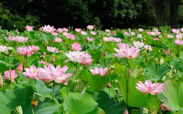 160+ Bowl Lotus Seeds for Planting – Water Lily Seeds, Non-GMO Aquatic Plant,…