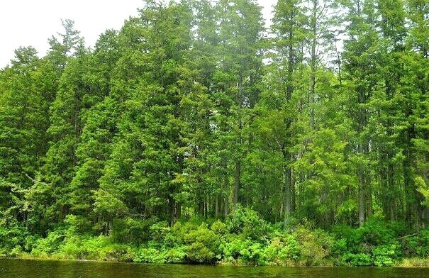 15 ATLANTIC WHITE CEDAR SEEDS – Chamaecyparis thyoides
