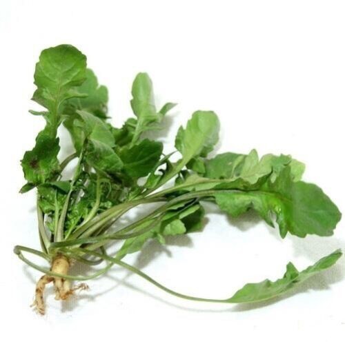 800+Shepherd’s Purse Capsella Bursa-pastoris Ji Cai Naengi seeds 800多粒荠菜2025年新种子