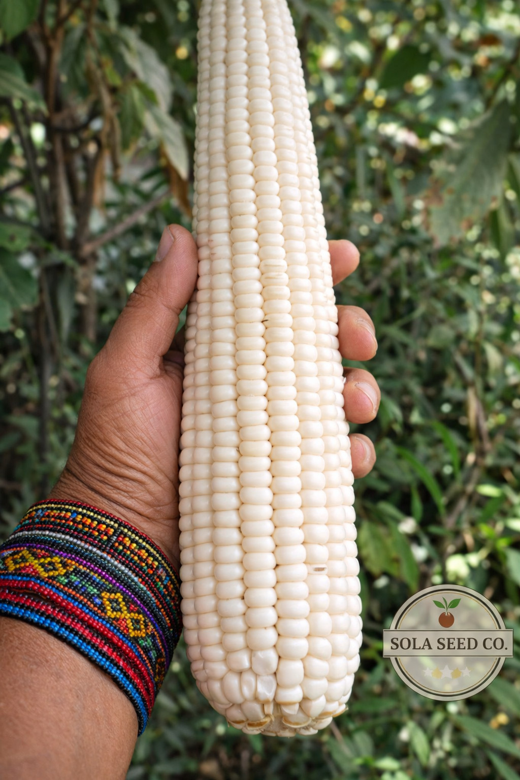 25 RARE Oaxacan Olotillo White MEXICAN HEIRLOOM Corn Seeds / TORTILLA CORN USA!