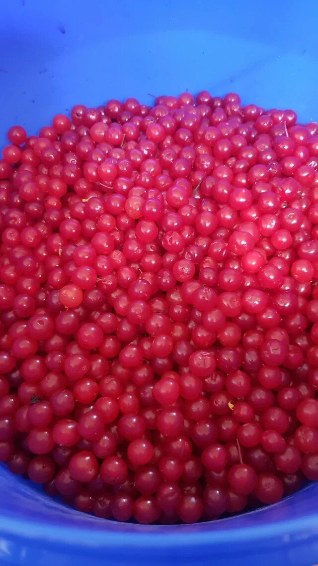 Highbush Cranberry , Viburnum edule Four Cuttings Alaska Wild Harvested